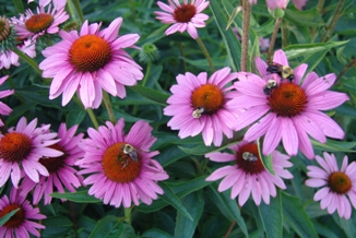 Echinacea aka Purple Cone Flower