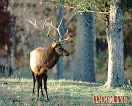 Do You Support Elk Restoration?